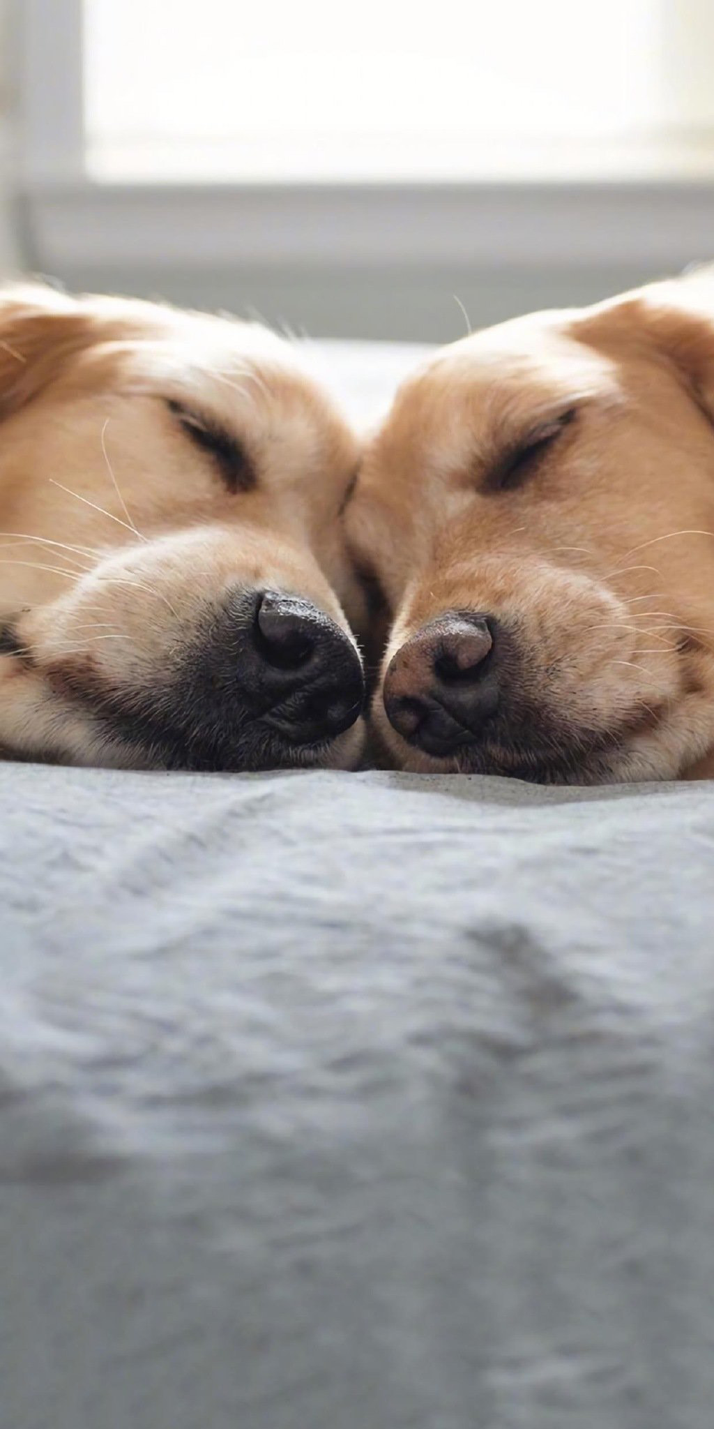 记录一下狗狗生活写真