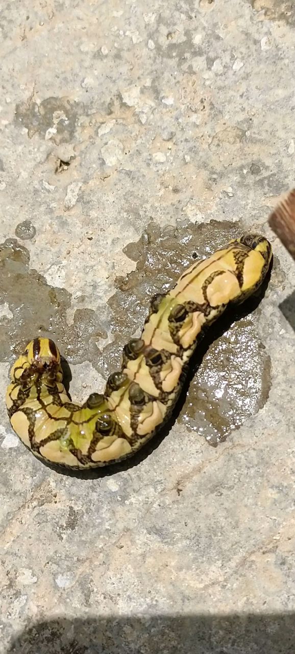 这是什么虫子?好像蛇啊!