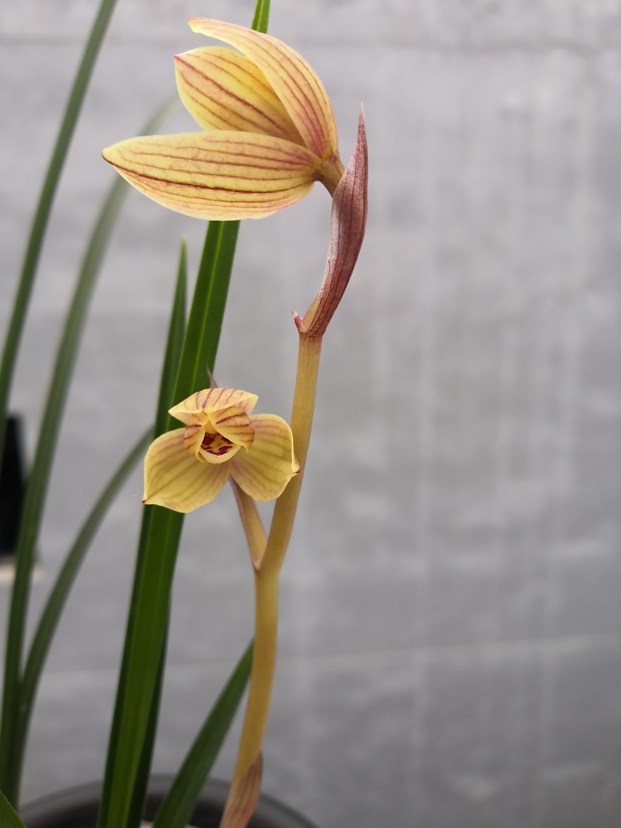 莲瓣兰甸阳金荷的真实开品,很多新兰友都没见过,贵气十足