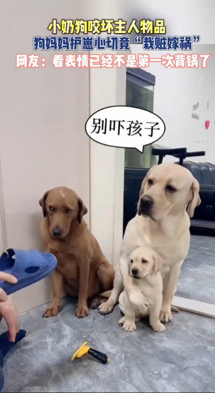 小奶狗咬坏主人物品 狗妈妈护崽电切竟"栽赃嫁祸" 网友:看表情已经不