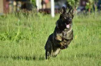 东德牧羊犬的训练