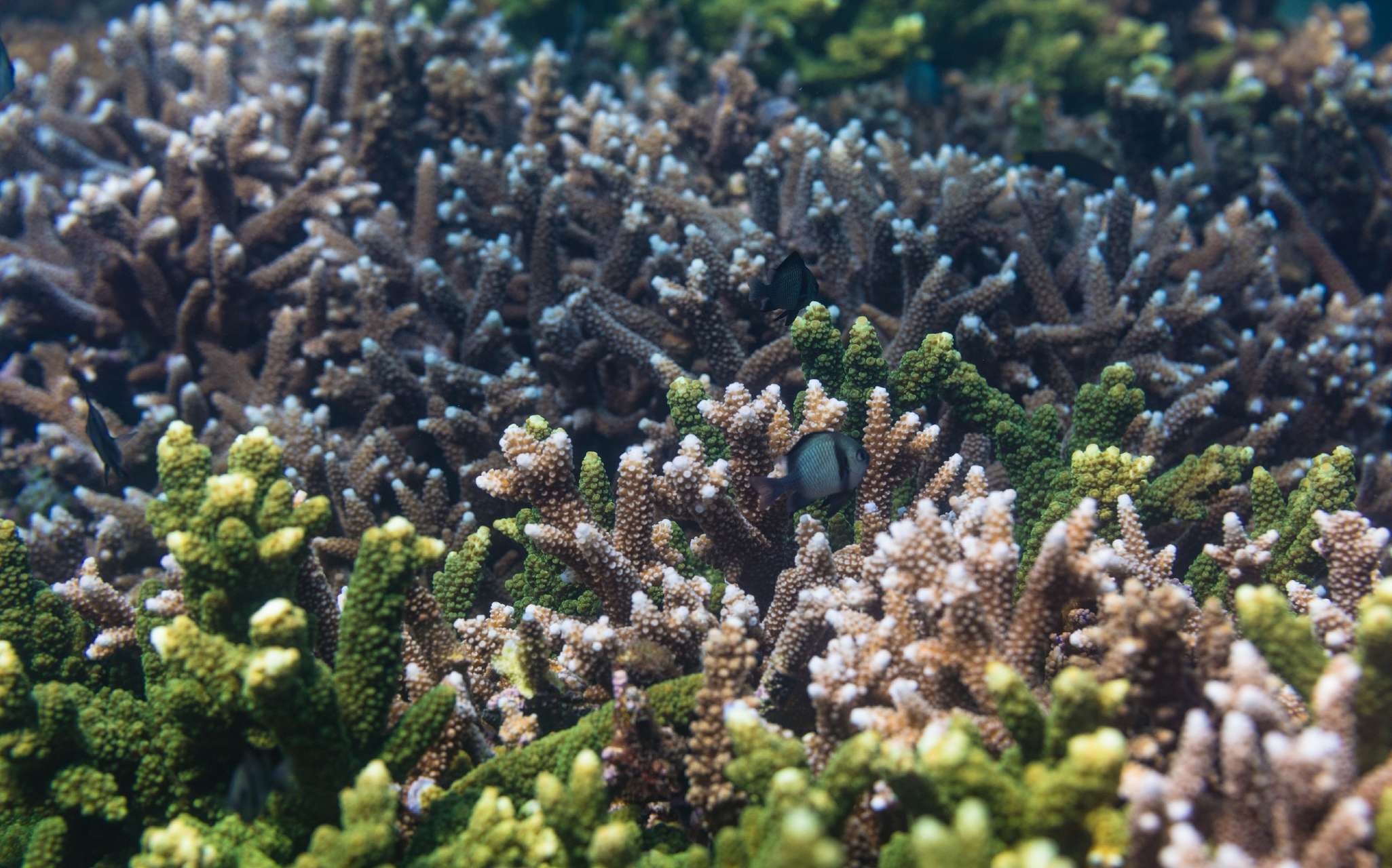 三亚【海底珊瑚】色彩斑斓,形状各异的珊瑚群中,鱼儿自由自在地穿梭