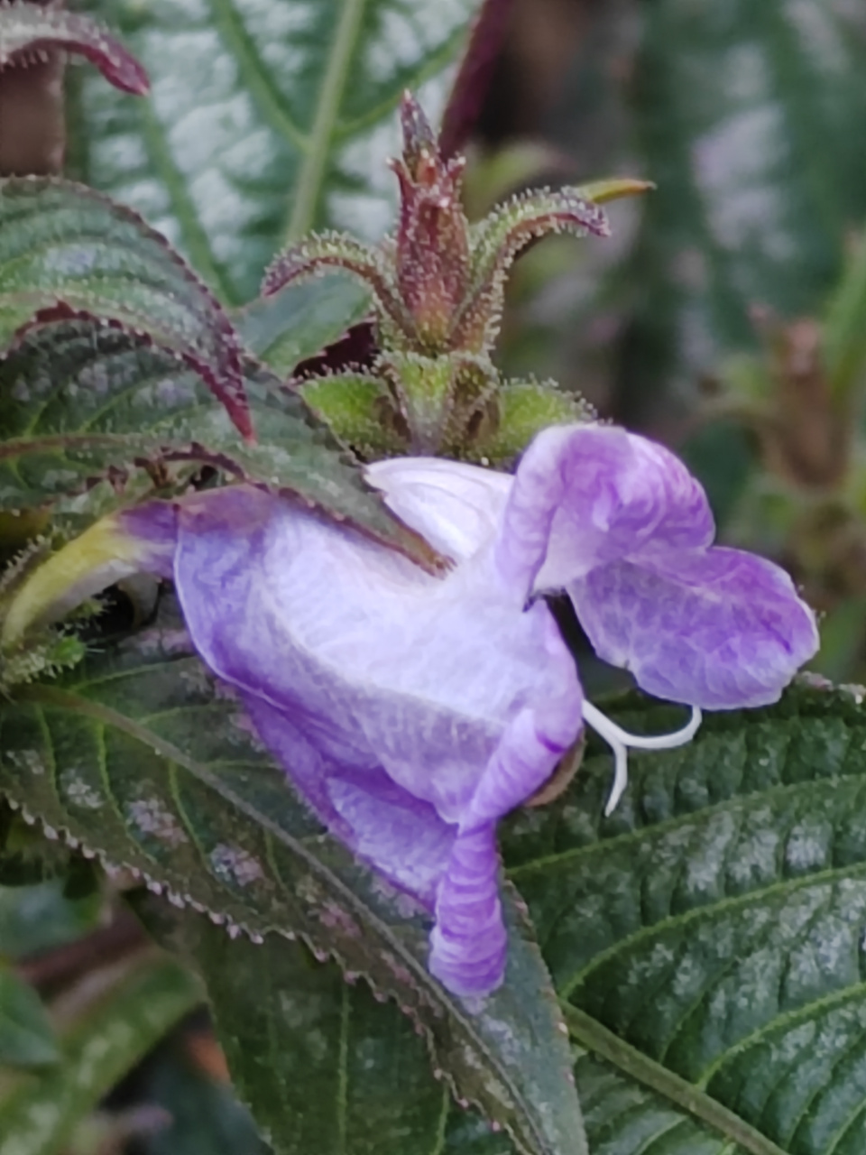 分享图片:板蓝根的紫色花花  在公园的一角,种着有几株板蓝,开着紫色