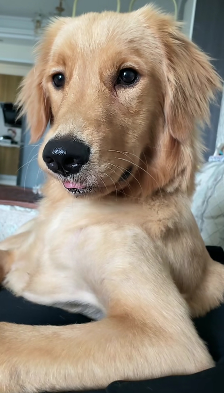 这狗的坐姿怎么狗模人样的!