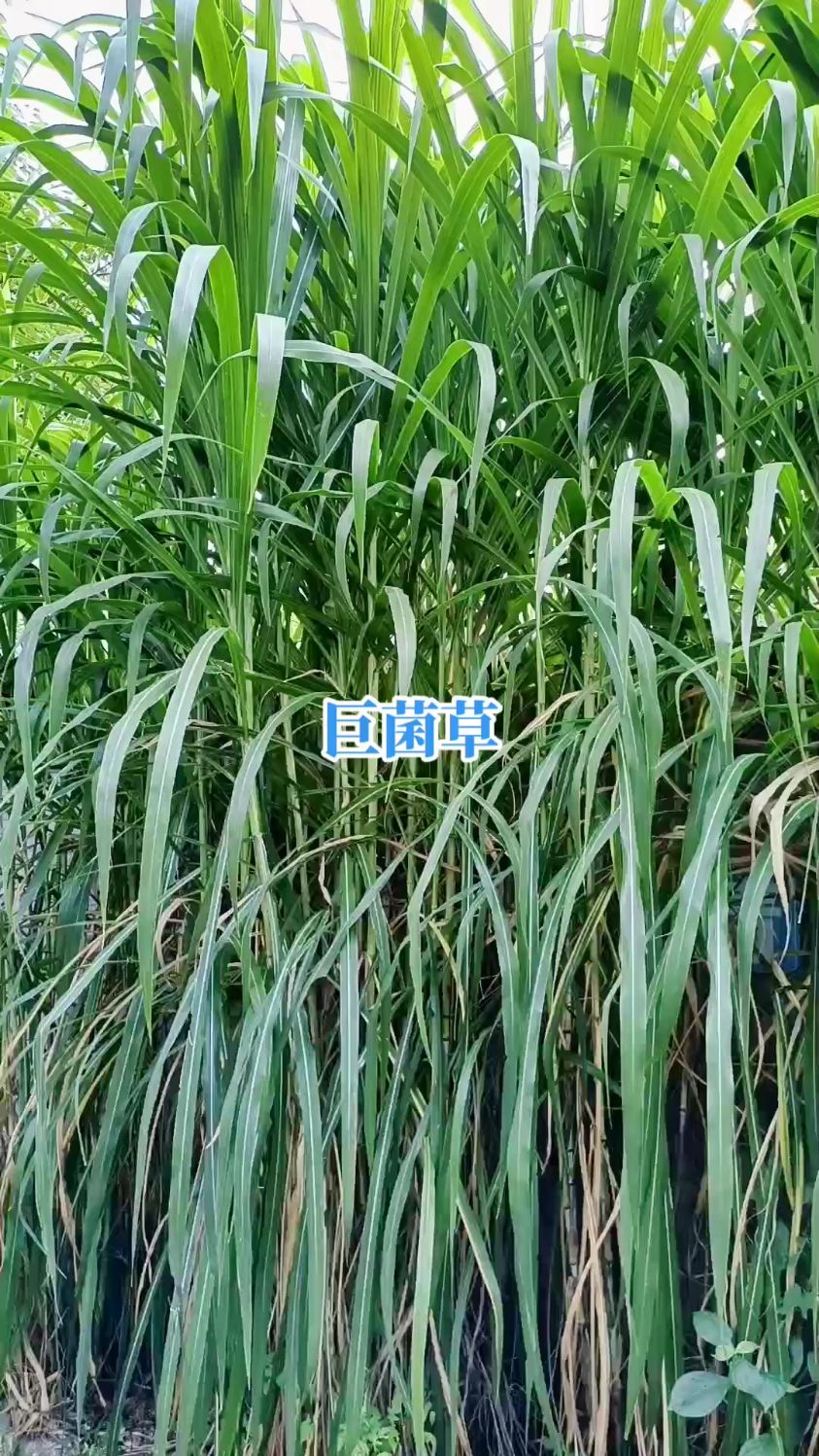 高原牧草巨菌草,可以养殖也可以加工做青贮,还可以绿化环境