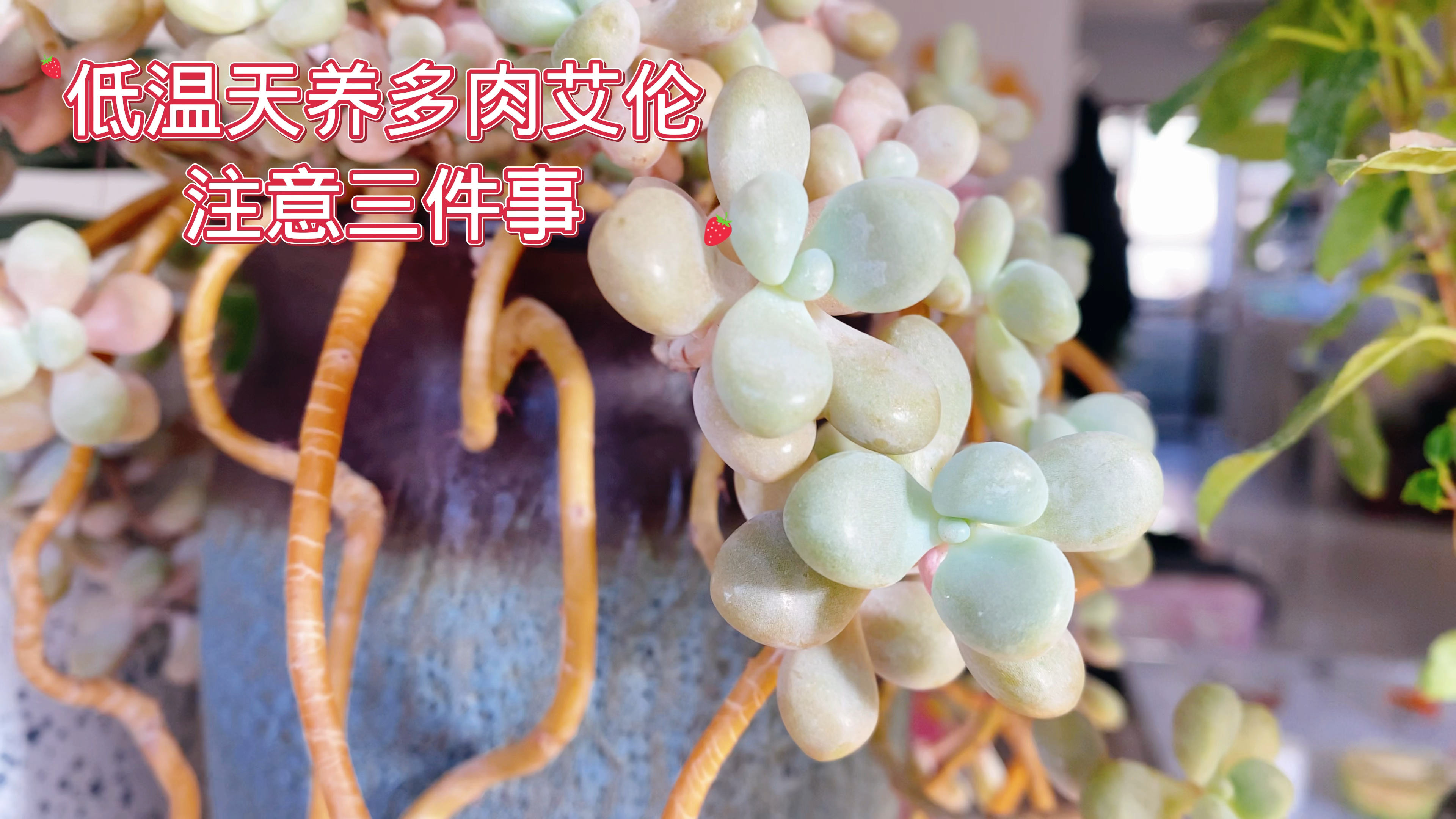 低温养多肉艾伦,注意三件事