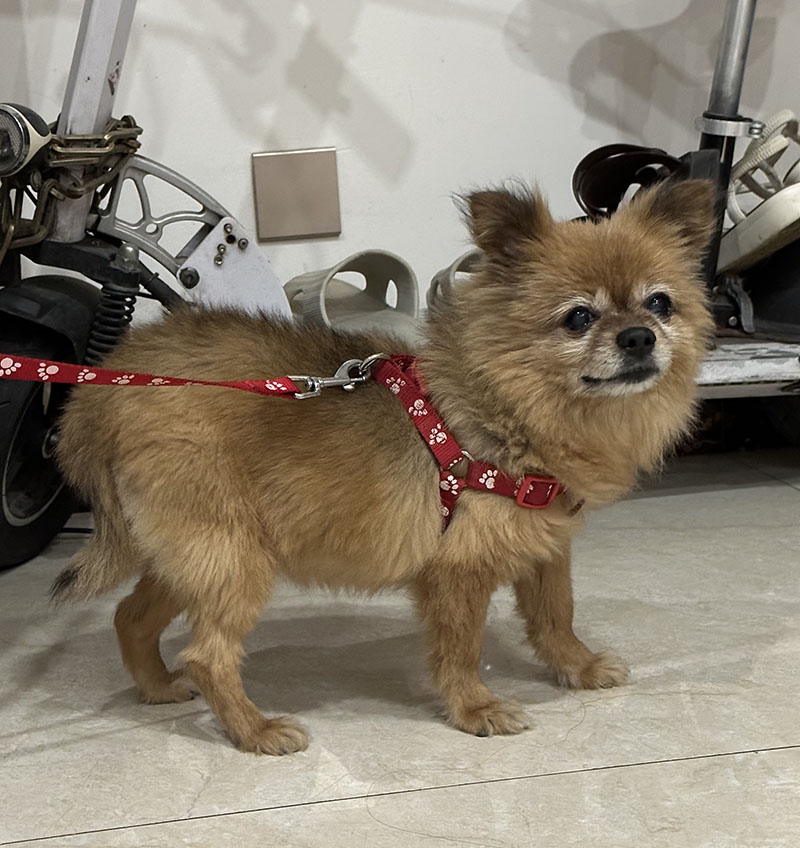 德阳市什邡市2000寻找博美串串犬