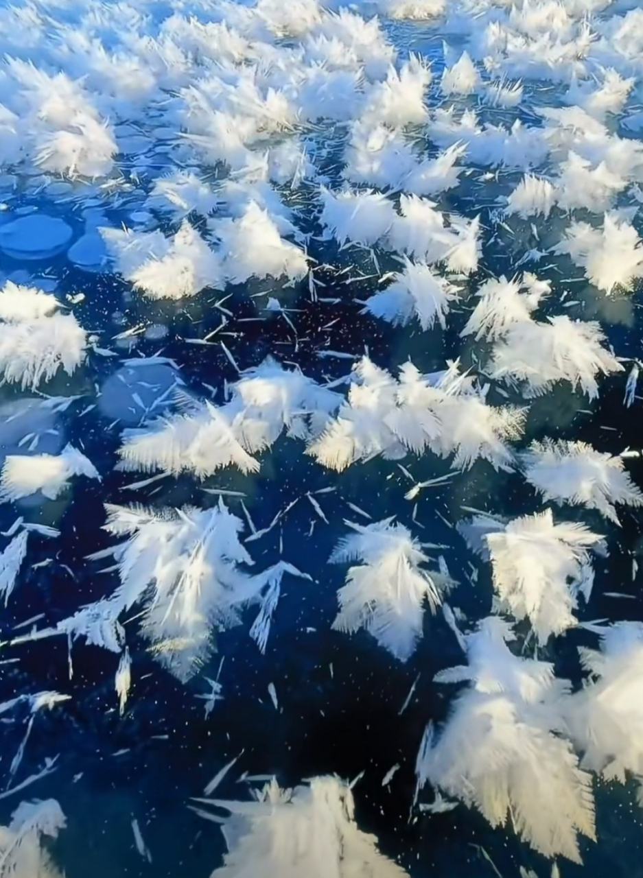 冰花美篇图片