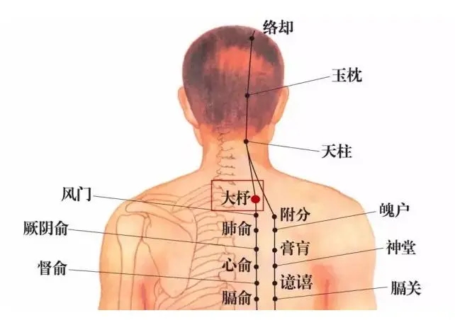 足太阳膀胱经线路图图片