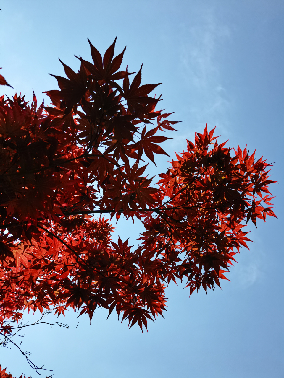 红枫老而尤红,象征不畏艰难困苦.