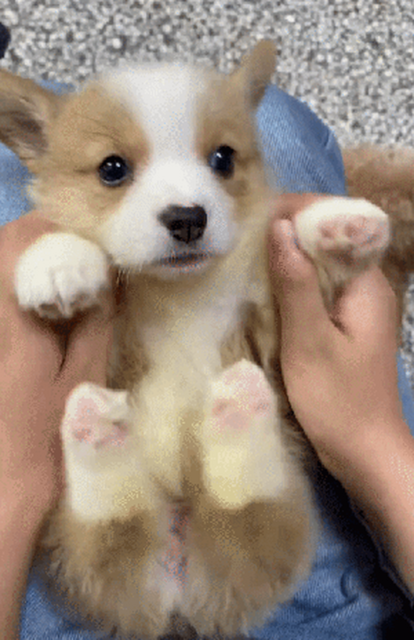 小奶狗第一天刚到家,吓的腿一直在抖抖!网友:这是狗界安陵容!