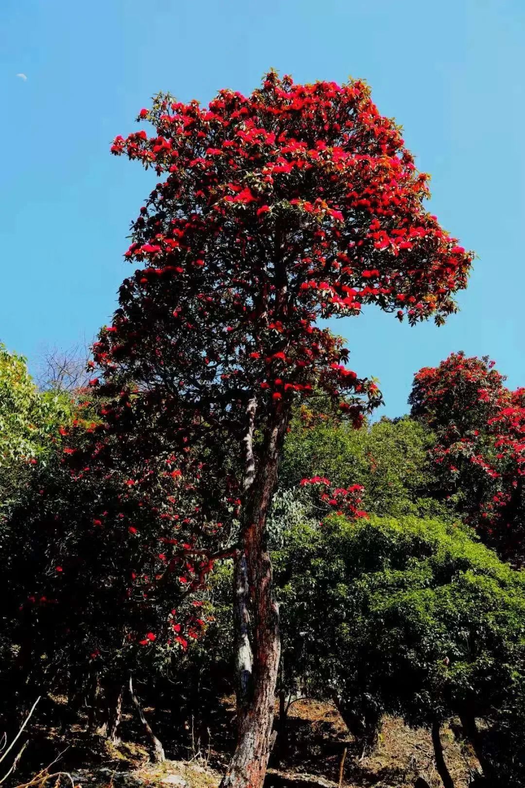 高黎贡山的三月杜鹃别样红