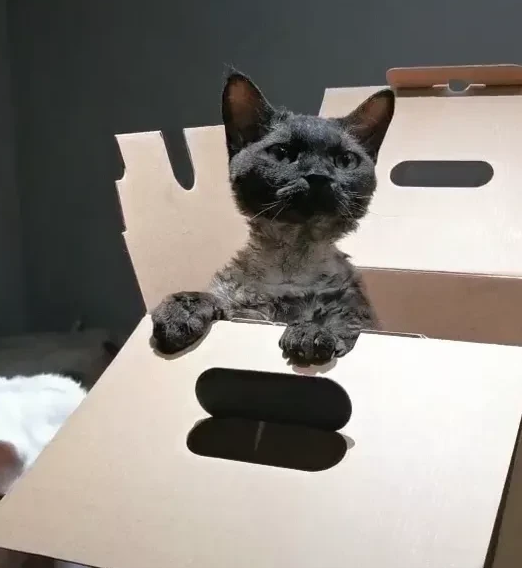 谢霆锋晒出一段猫咪的视频