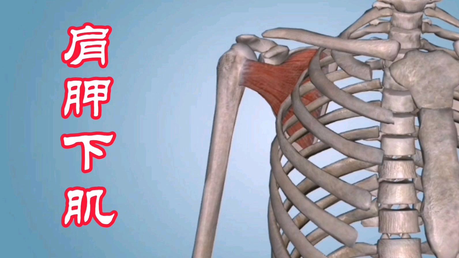 「干货分享」:解剖分析肩胛下肌