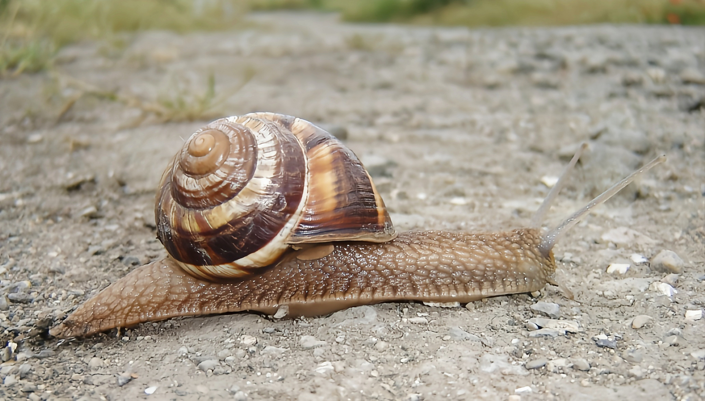 蜗牛的别名性味图片