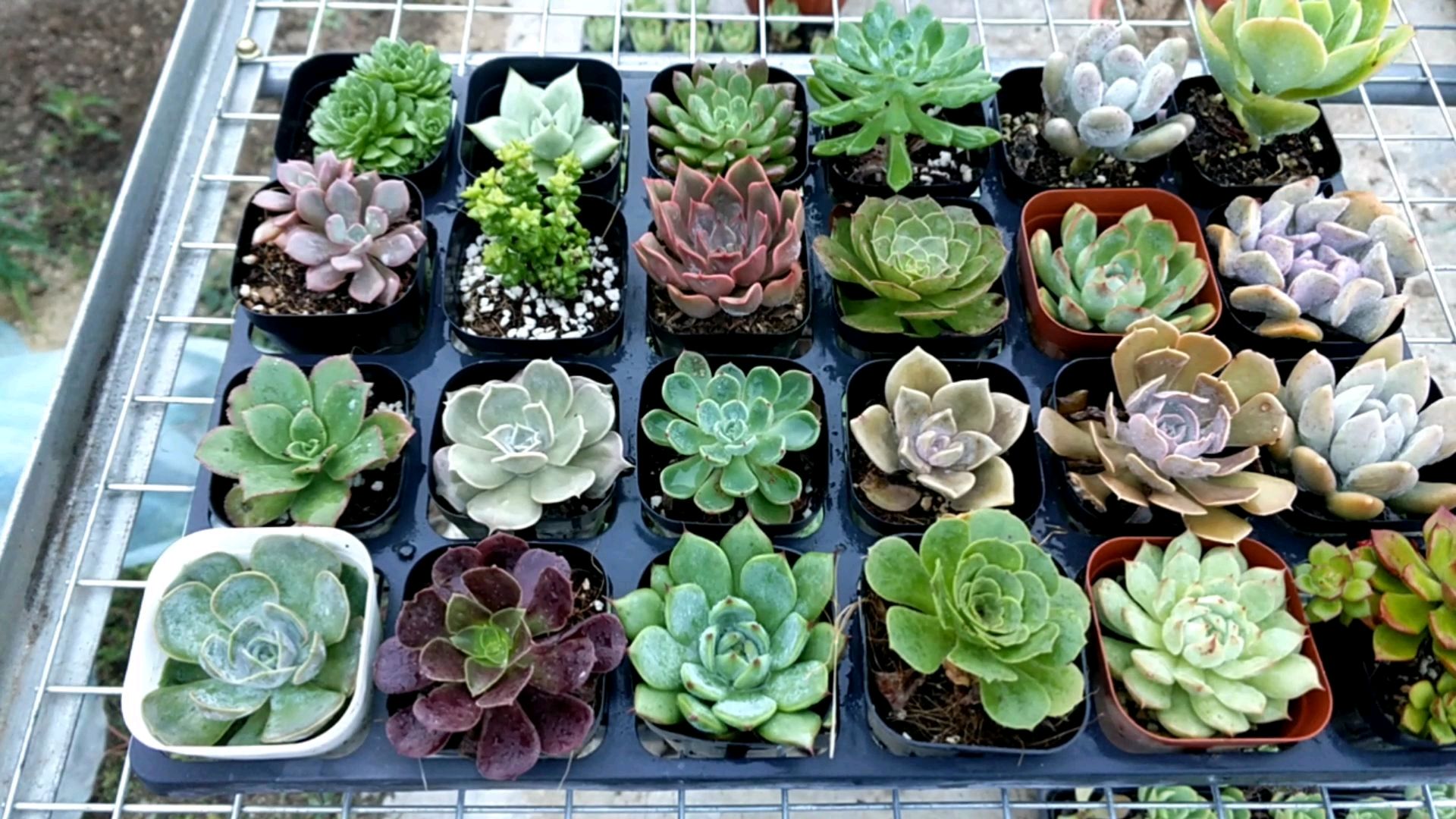 多肉植物,这样的组合,你值得拥有