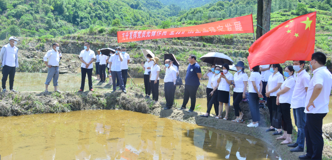 湖北英山县南河镇财政所支部活动日插秧弘扬苦创业