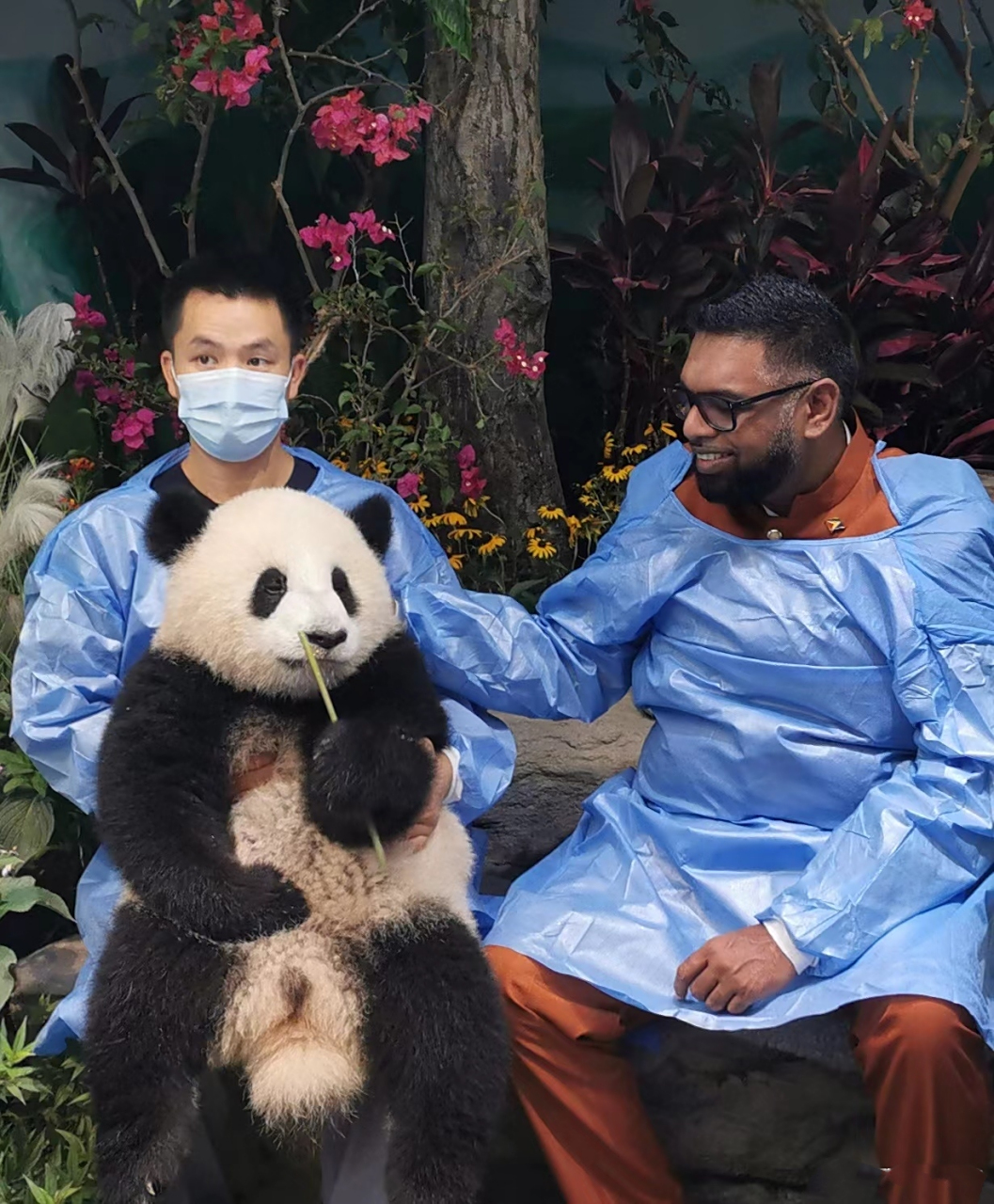 接待客人的大熊猫一脸拘谨.