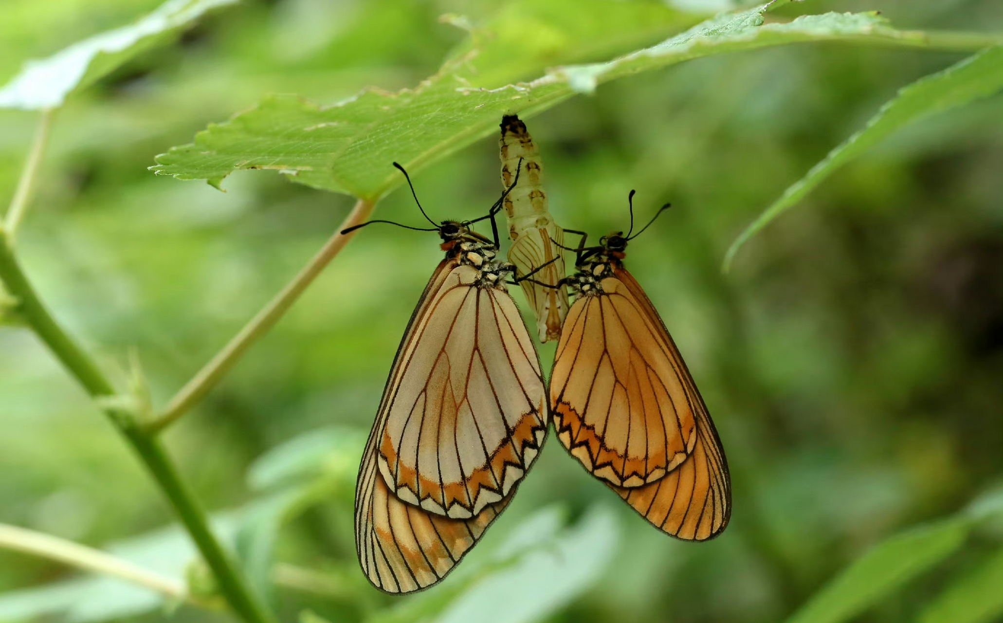 【苎麻珍蝶】 acraea issoria hübner, 1816;鳞翅目蛱蝶科珍蝶属.