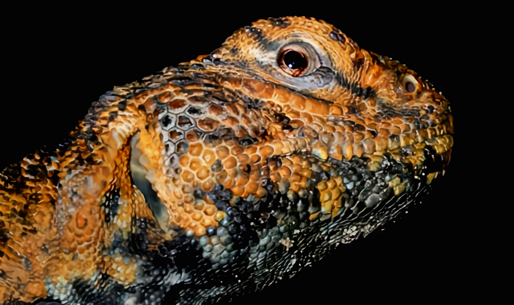 每天认识一种动物——摩洛哥王者蜥 摩洛哥王者蜥别名多刺蜥,非洲王者