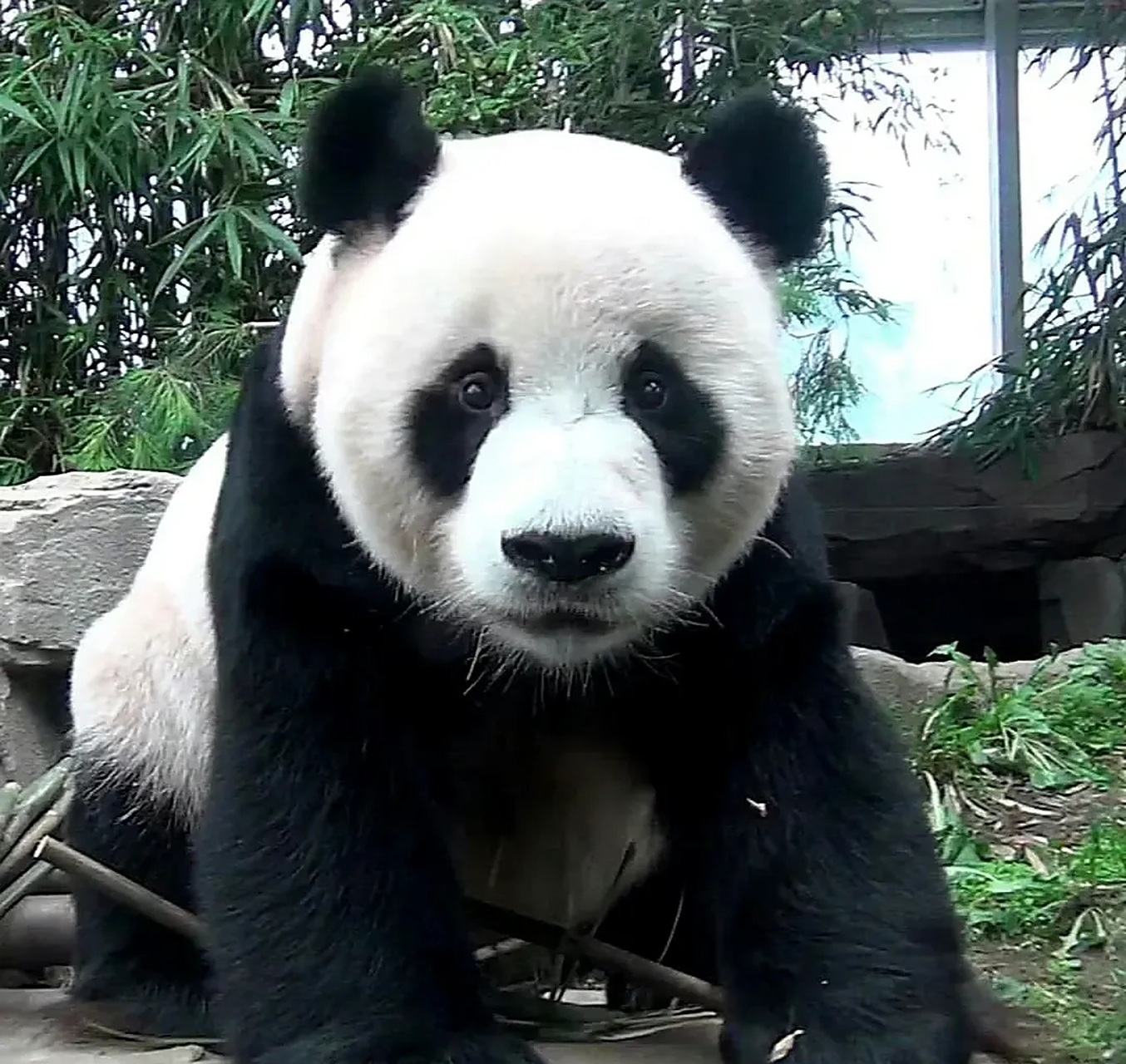 乐宝还是园欣的时候,他还在打黑工,这期间他得了螨虫病,才得以回基地