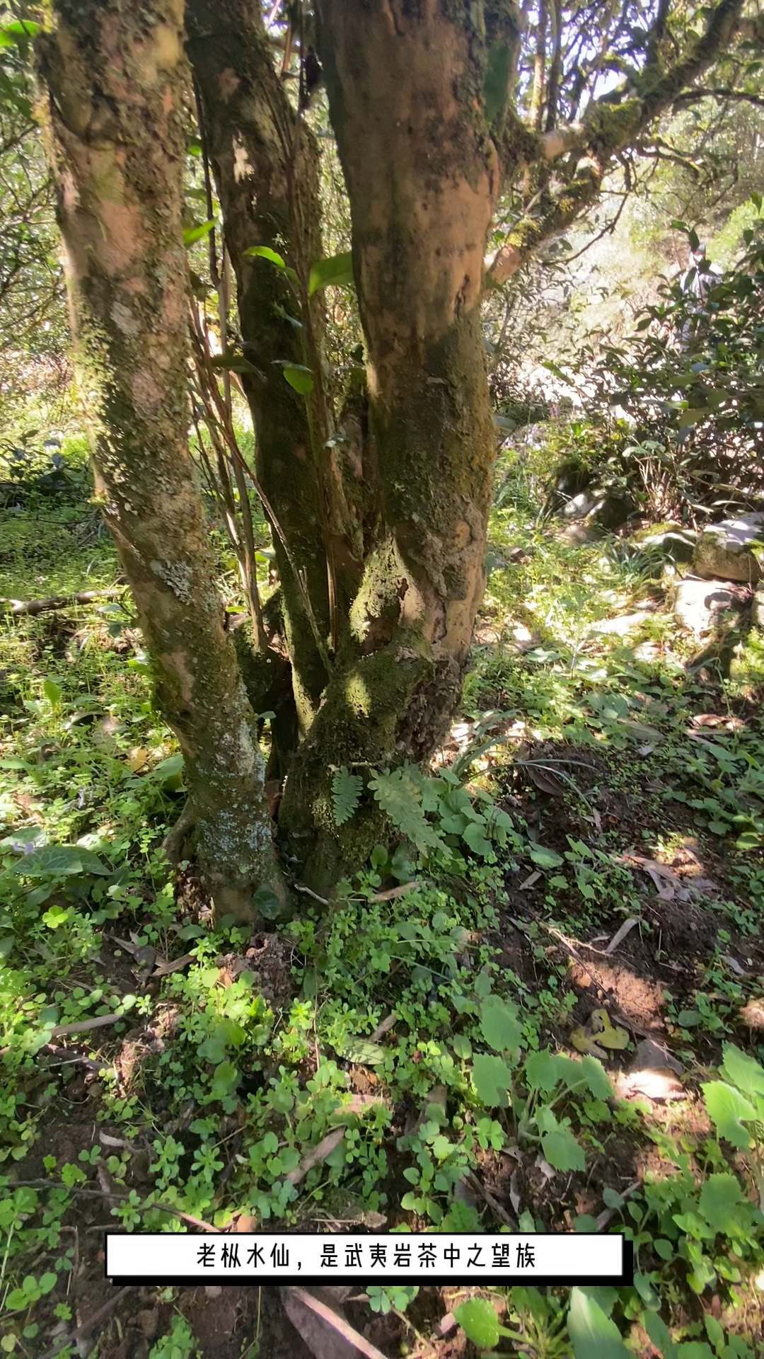 百年老枞 稀世珍品