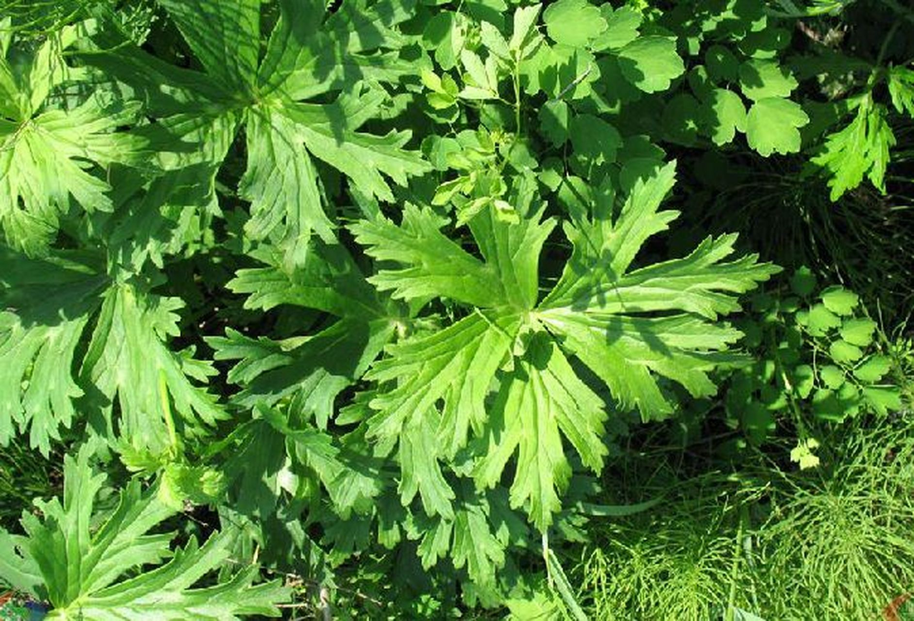 我们本地叫耗子老壳,是因为它的块根很像一只耗子的头,黑漆漆的,有毒.