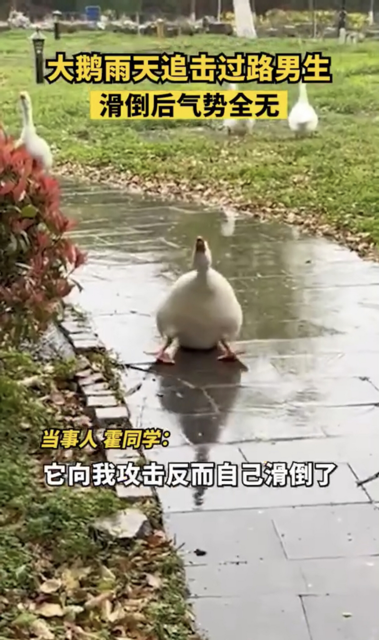 大鹅雨天追男生滑倒后气势全无.#趣图搞笑