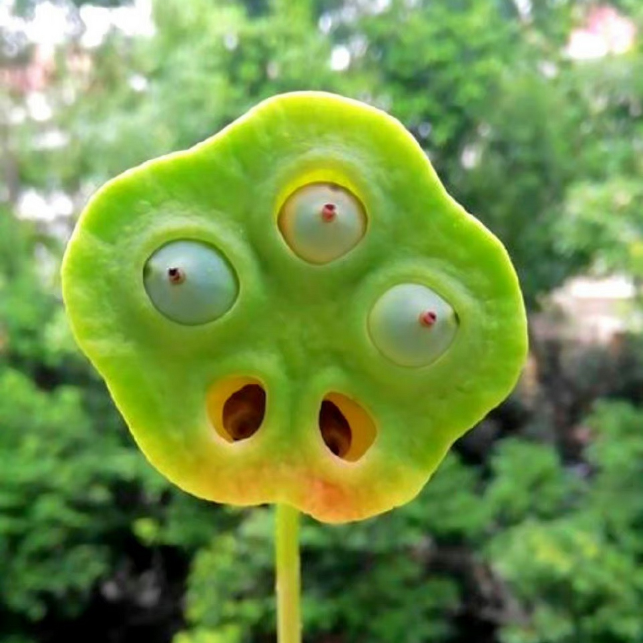 奇奇怪怪的莲蓬,有点像外星人.[嘻嘻][左捂脸]