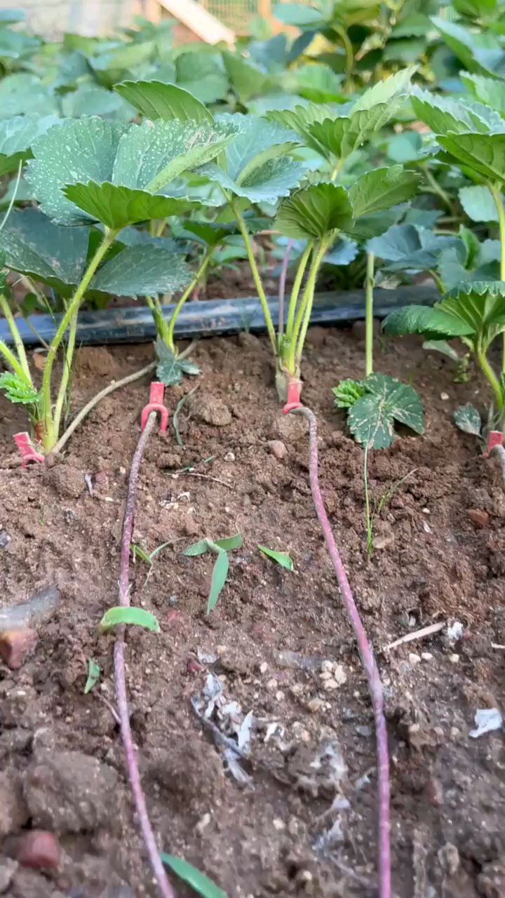 妙香三号草莓苗,章姬和法兰地的杂交品种,早熟,高产抗病能力突出