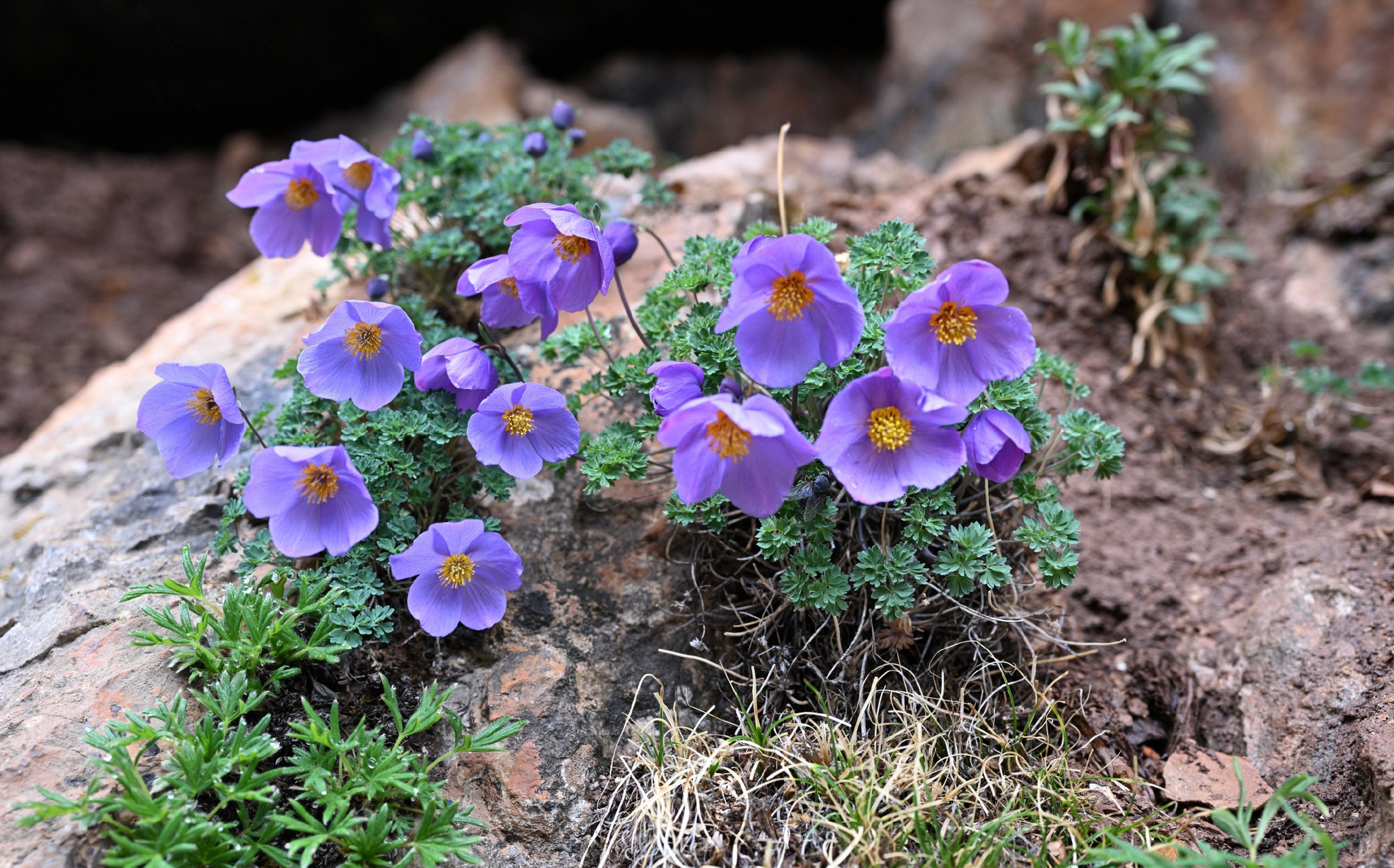 拟耧斗菜 paraquilegia microphylla 毛茛科 拟耧斗菜属,盛开在大山