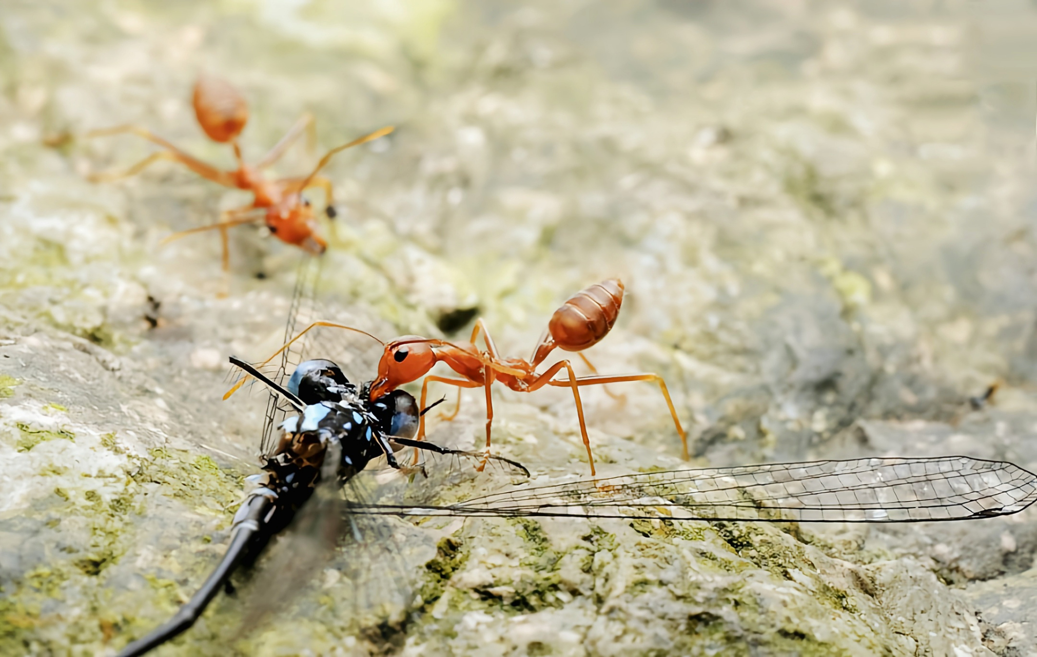 每天认识一种昆虫——黄猄蚁 黄猄蚁又名织巢蚁是蚁科中比较特殊的一