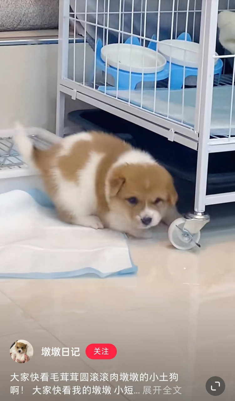 大家看快,毛茸茸,圆滚滚,肉嘟嘟的小土狗啊!