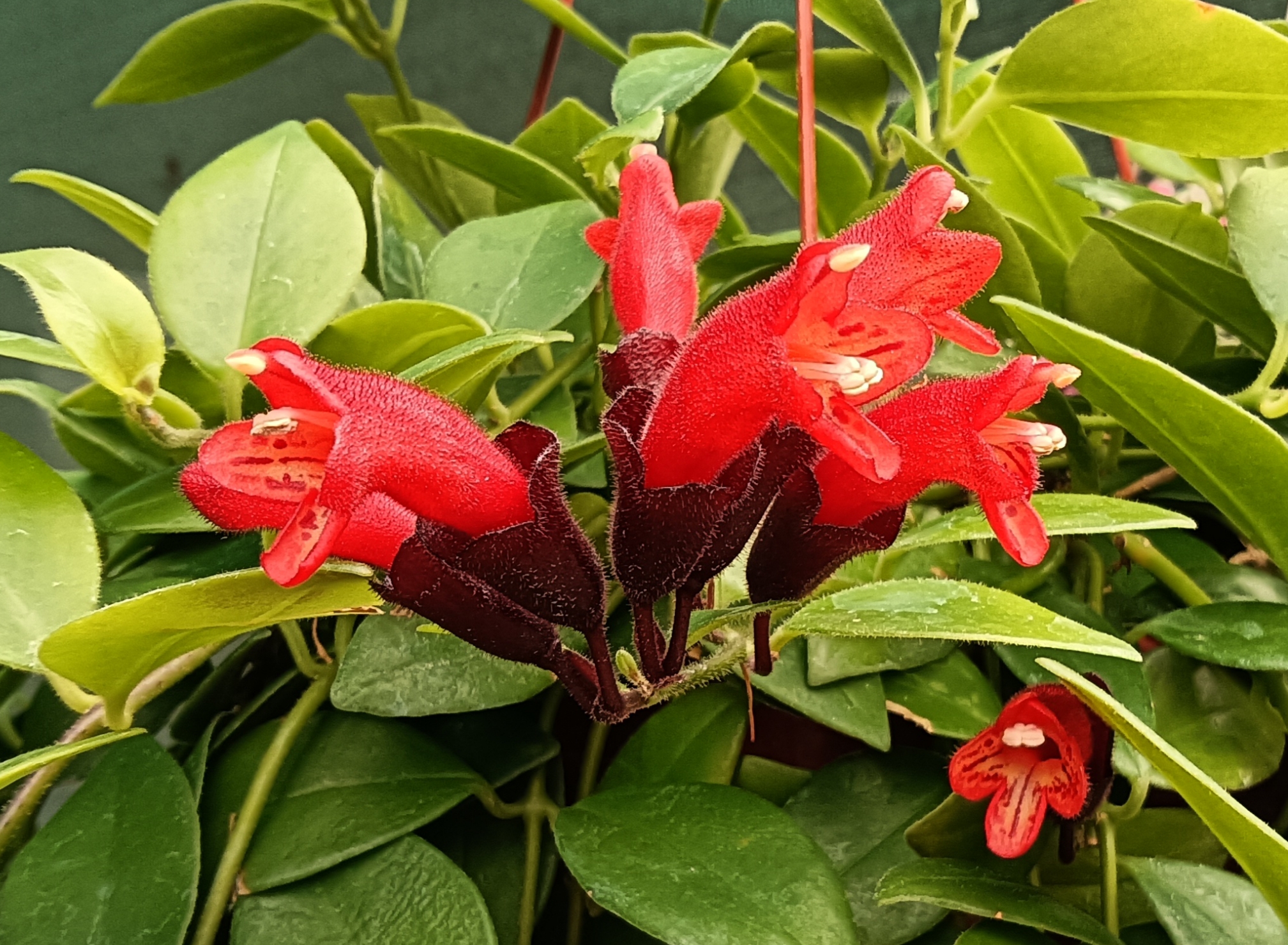 养上一盆垂悬的口红花,花开时节红艳艳,给家人带来好运气