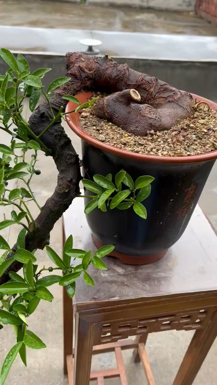 极品怪桩悬崖金豆