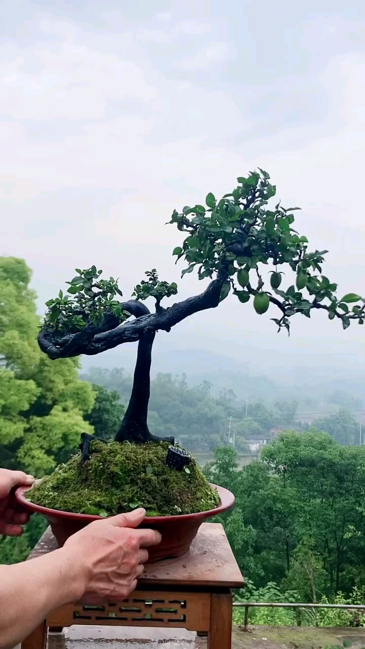 造型诡异的金弹子