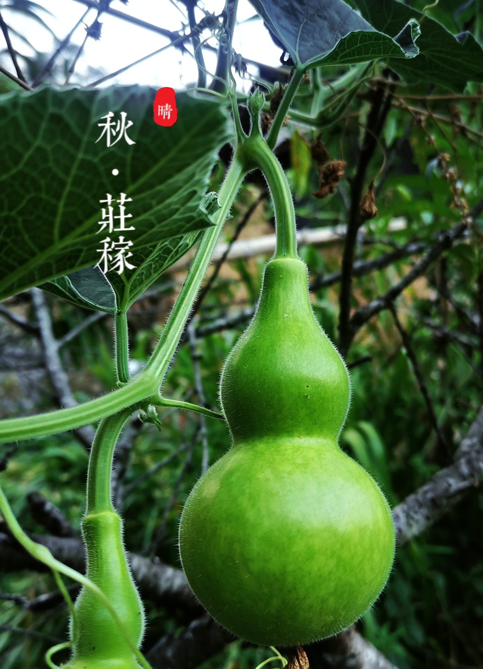 秋天的天气预报
