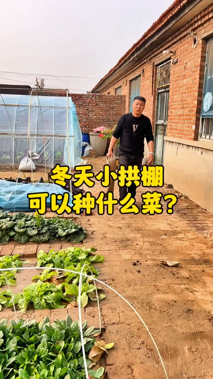 冬天小工棚裡可以種什麼菜