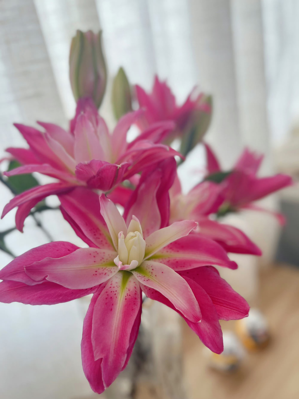 百合之姿,牡丹之绝