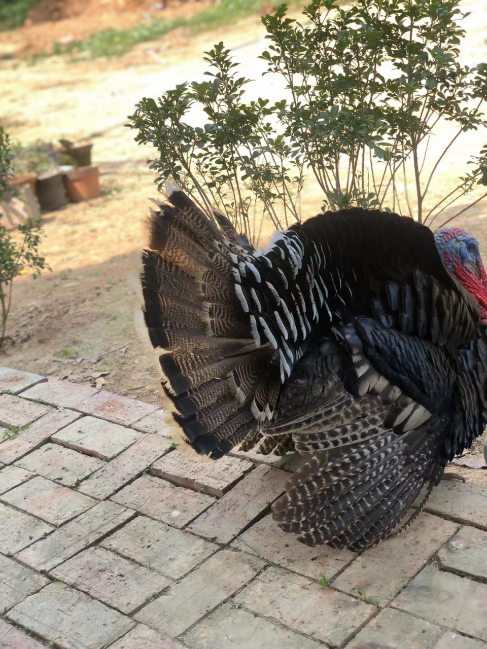 别人家养的火鸡94 好有毒的样子90 头在变红,说明它开始耀武