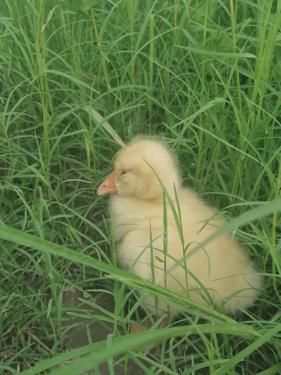 在草丛中睡着的小鹅真可爱!