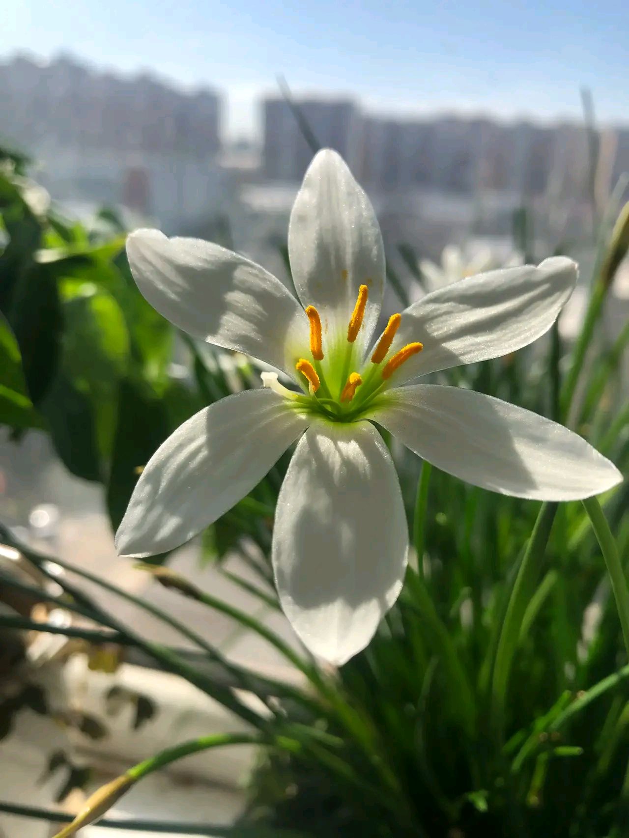 韭菜兰花种植方法图片