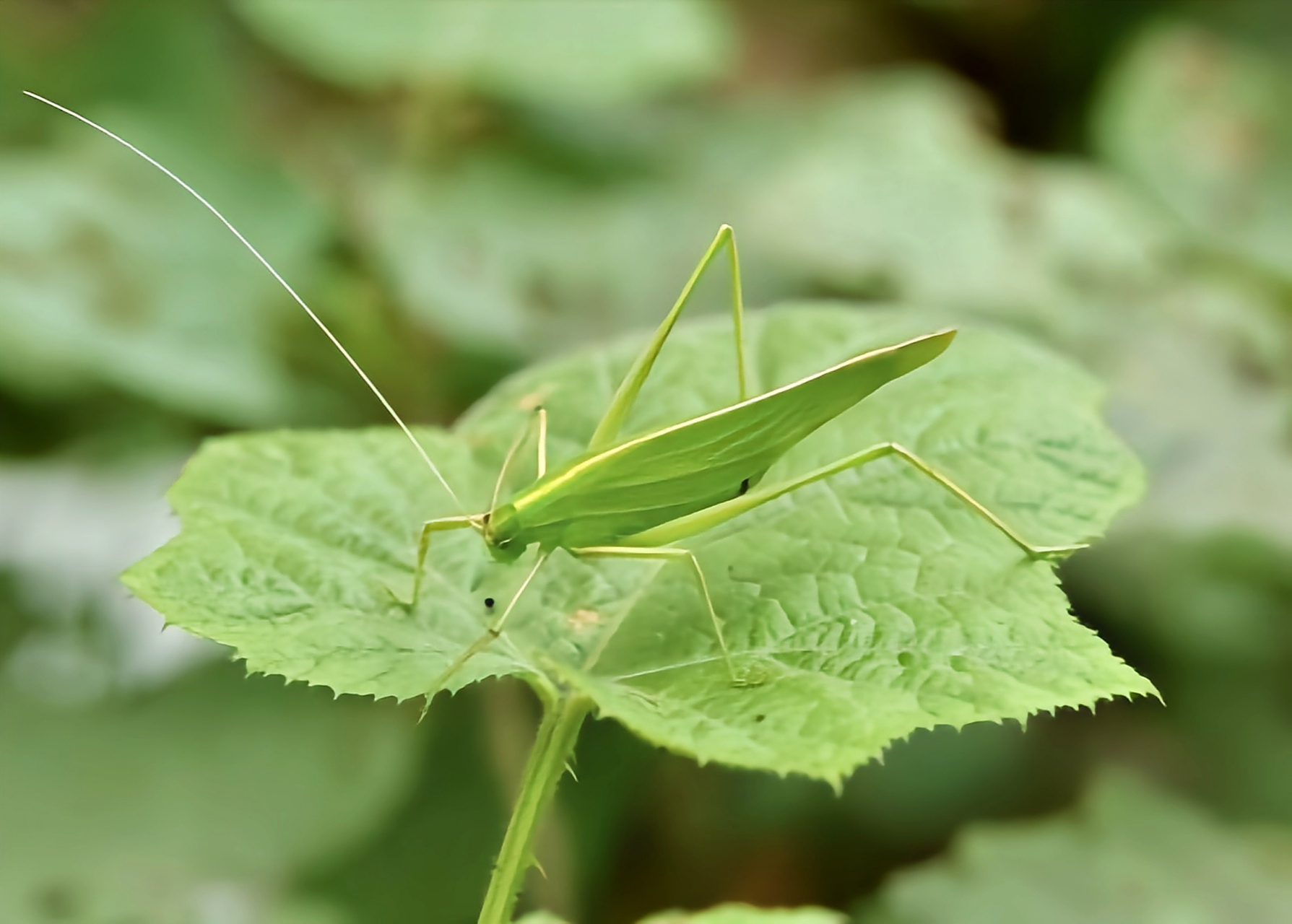 每天认识一种昆虫——露螽 露螽别名日本条螽是直翅目,露螽科昆虫,原
