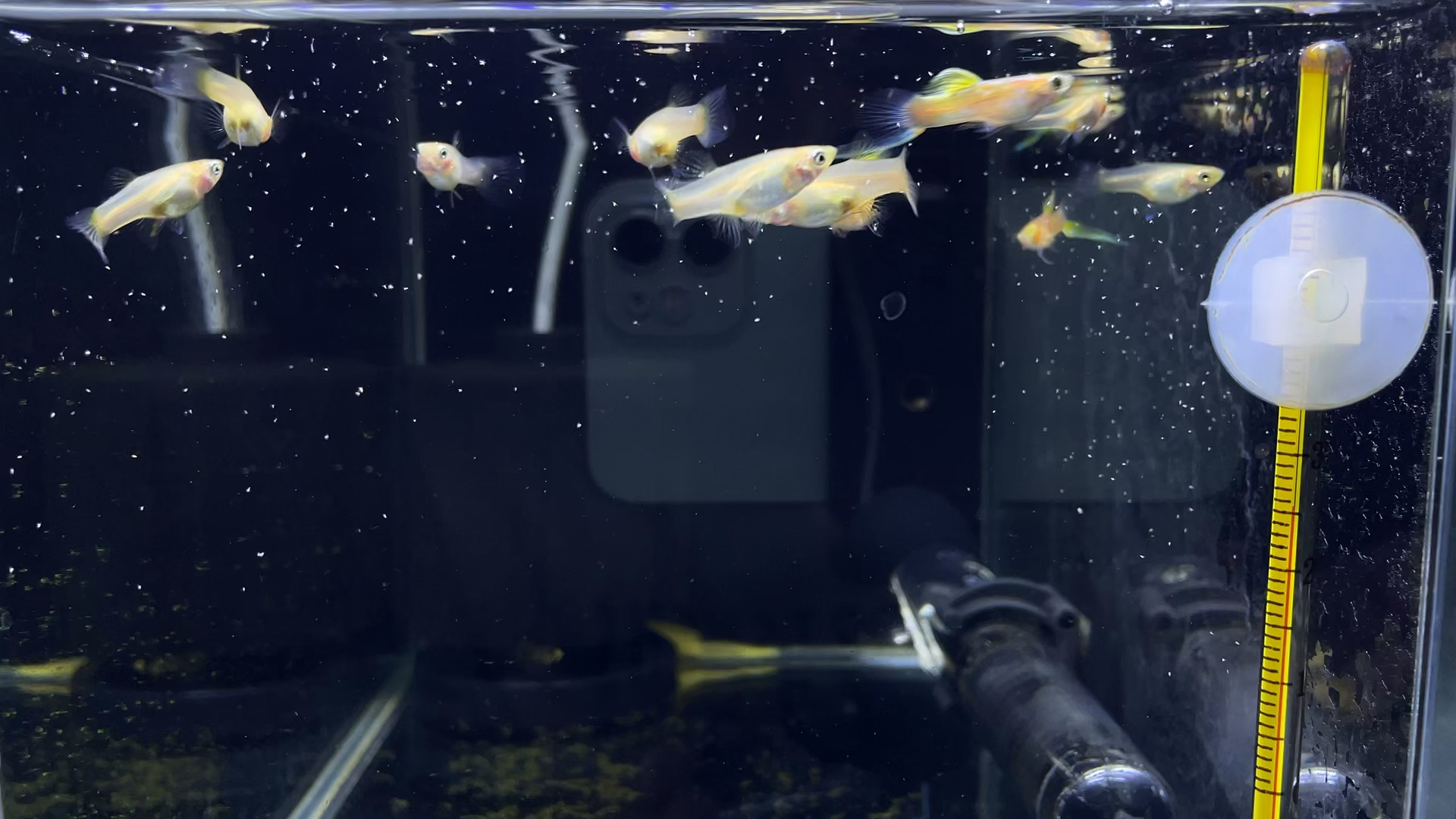 养小型鱼的最佳过滤设备,冬天换水的最优方法