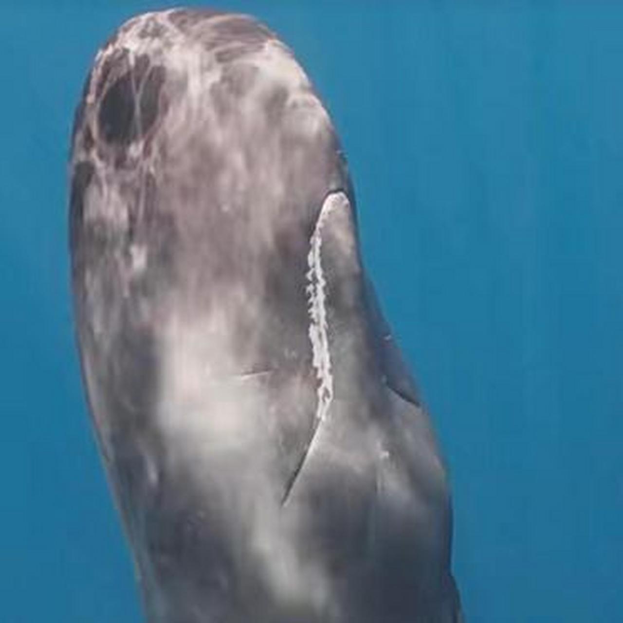 睡觉的鲸鱼,好乖的样子!