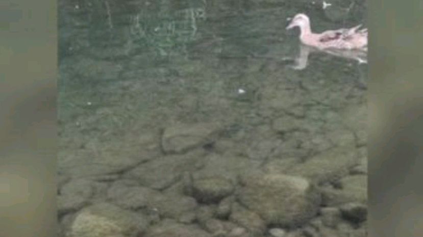 来看看广西第一鸭的生活环境