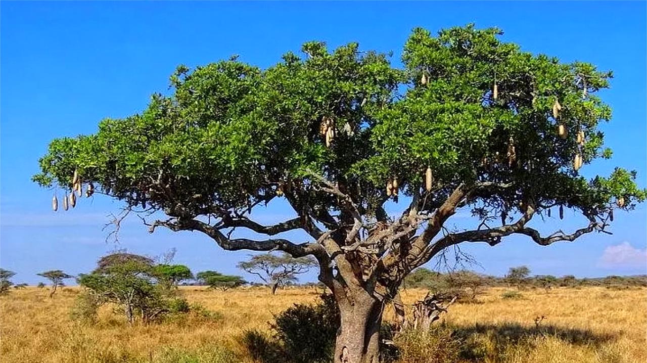 非洲最大"香肠树",一根香肠够人吃一天,非洲人:为啥要工作?
