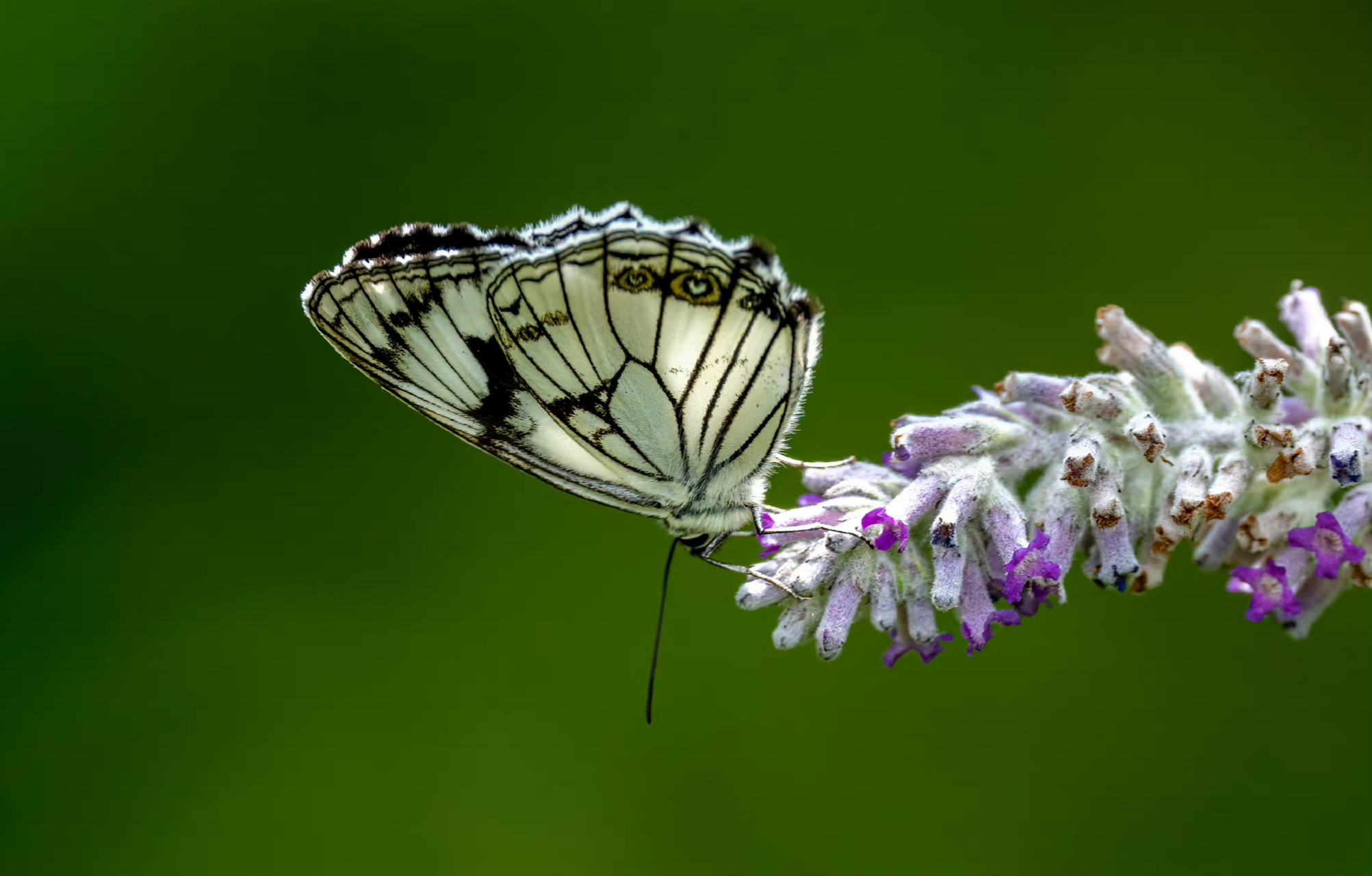 黑纹粉蝶 这是当时布瓦村数量最多的蝴蝶,黑白分明与花相相伴,俏也不