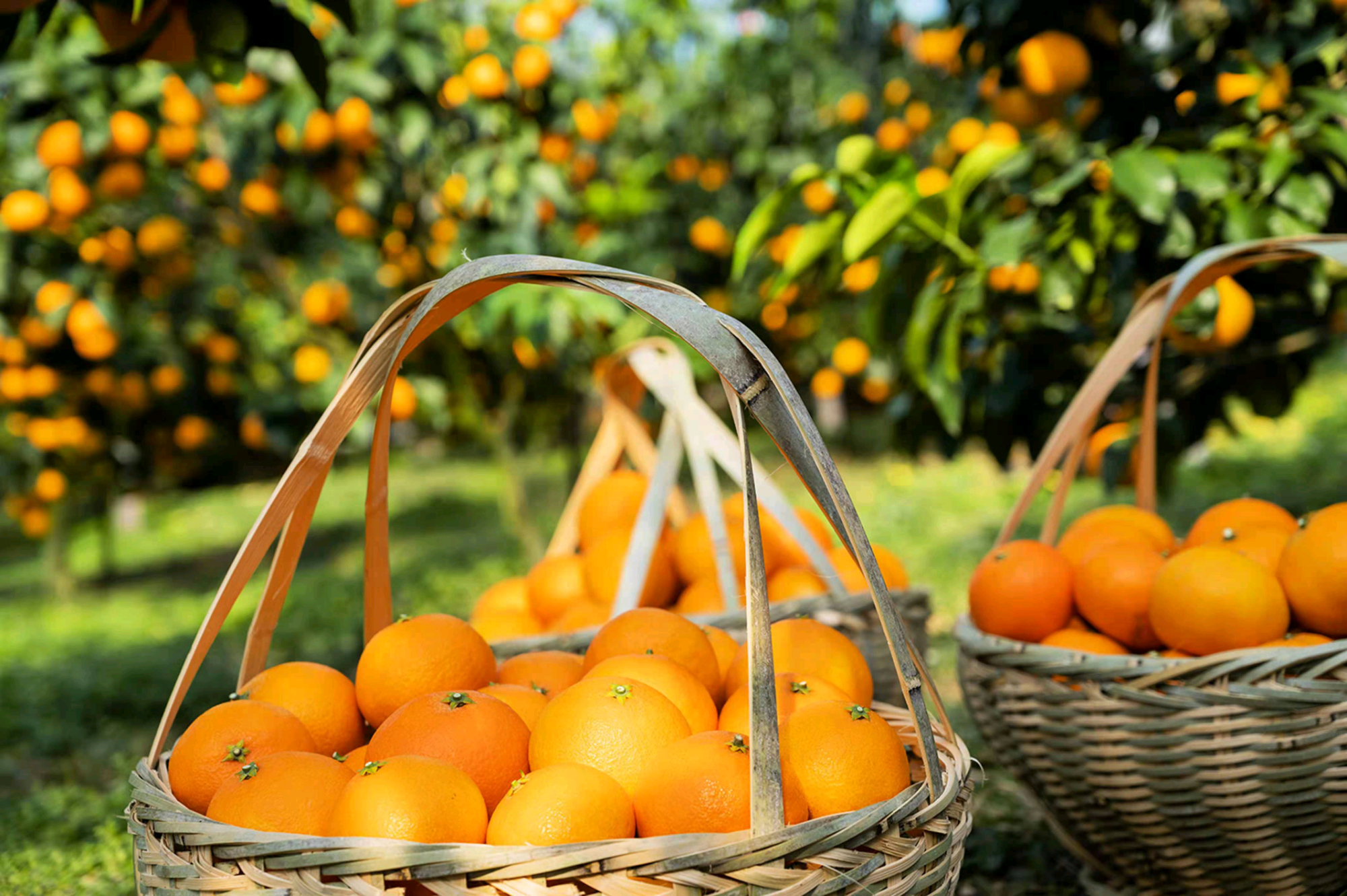 洪紫千:家乡的"红美人"柑橘今天开摘啦