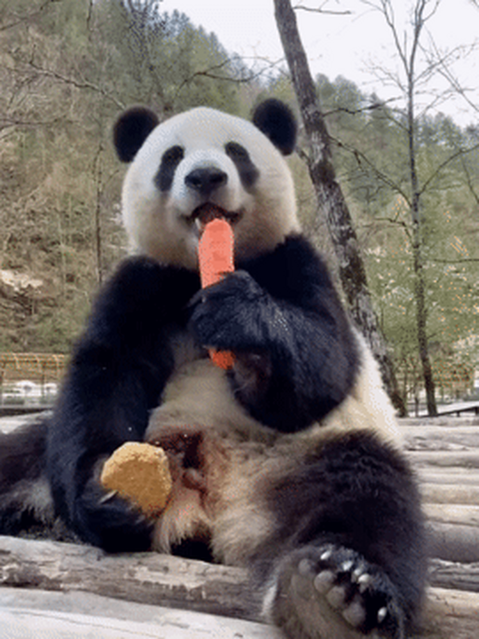 咱就是说,小馨的吃播主打一个干净利落,面对镜头,收放自如,圆头圆脑